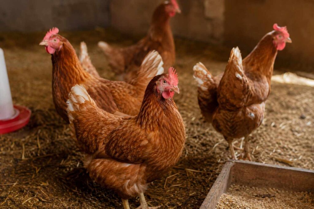 Today Egg Rate in India: Live NECC Price Per Egg, Tray & Peti 2 Today Egg Rate 1